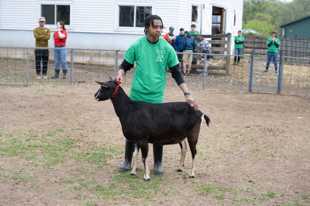 Person in a green shirt holding a black goat by a red lead in an outdoor pen, with several people watching from behind a fence.