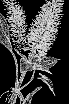 This 3D model of the endangered plant Helonias bullata (swamp pink) was generated using a custom software tool.